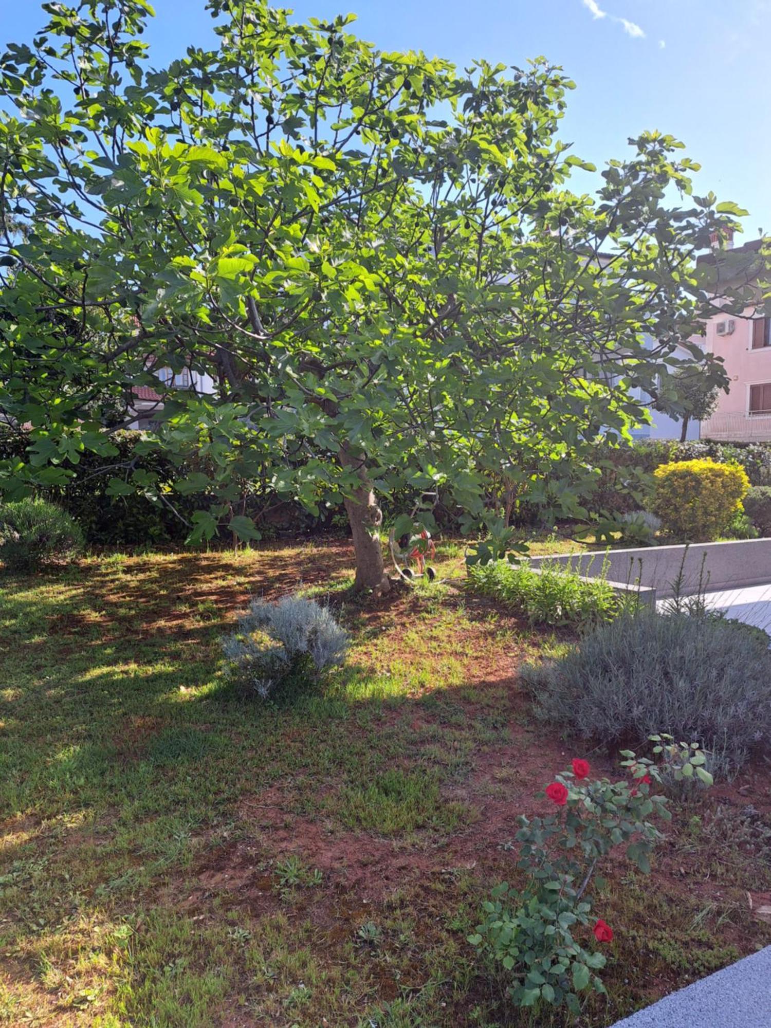 Apartment Elinor 2